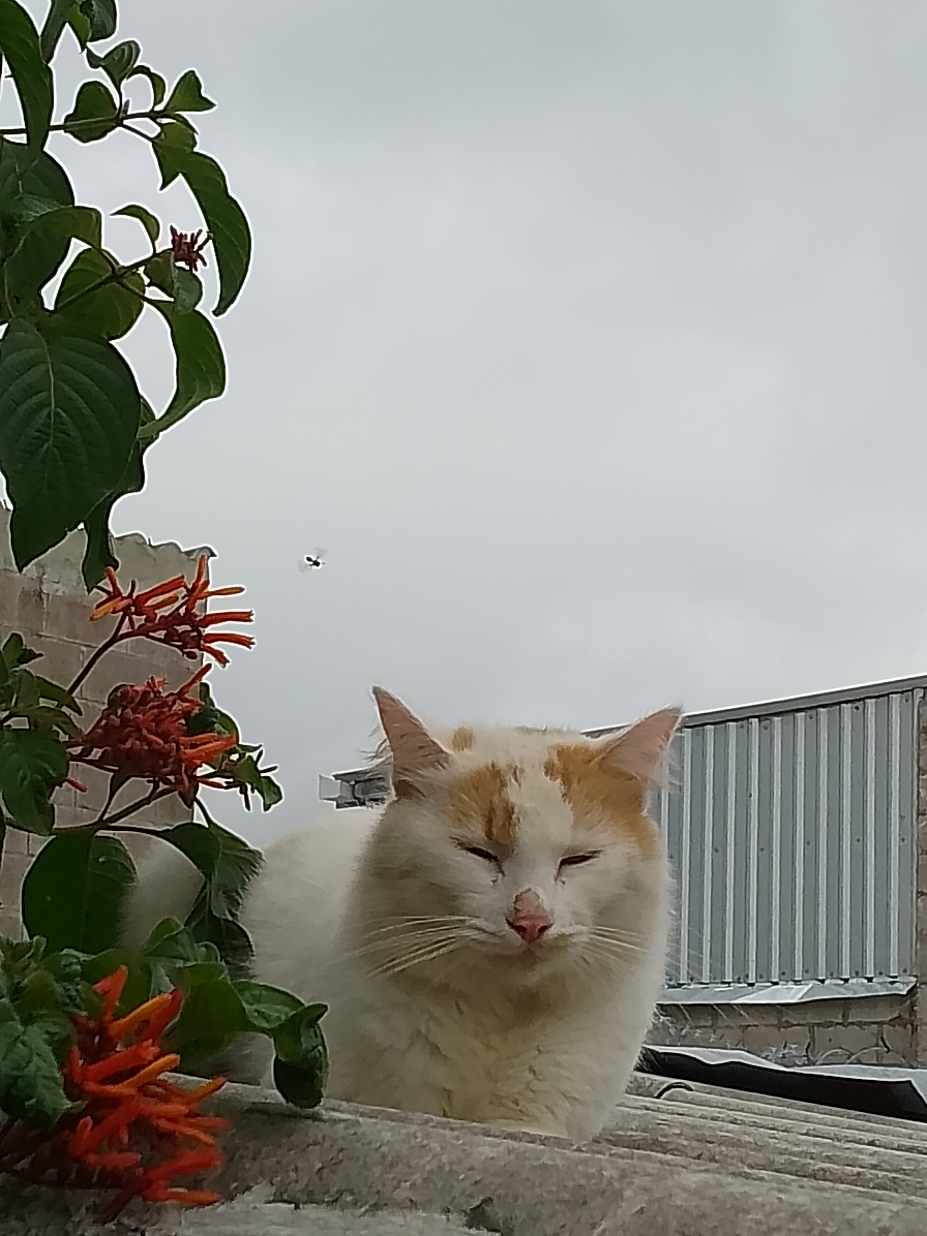 Imagen del post gatito