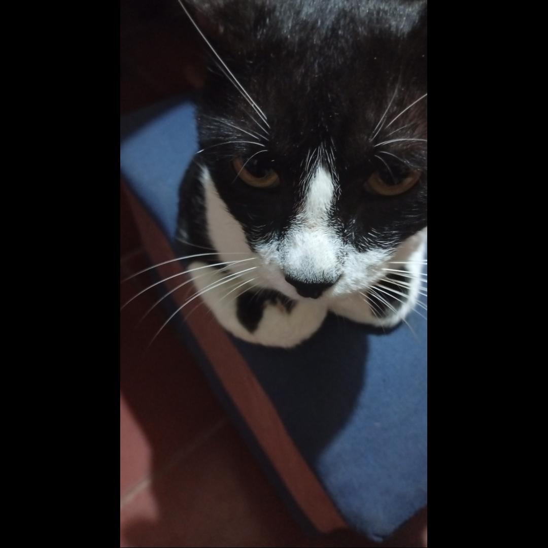 Imagen del post Mi gato